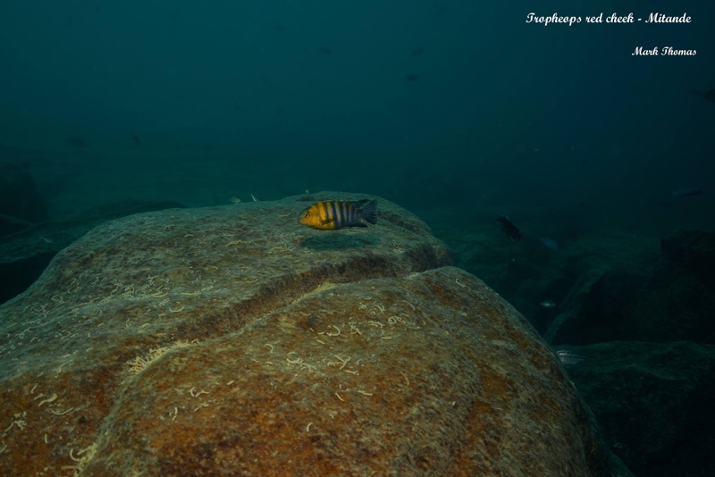 Tropheops sp. 'red cheek' Mitande Reef (Rocks)